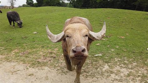 One Tank Trips: The Farm at Walnut Creek