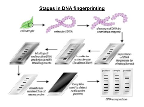 DNA fingerprinting PowerPoint