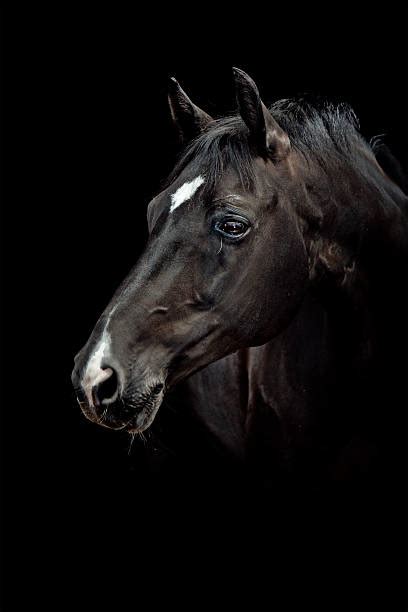 Tete Cheval Face Banque d'images et photos libres de droit - iStock