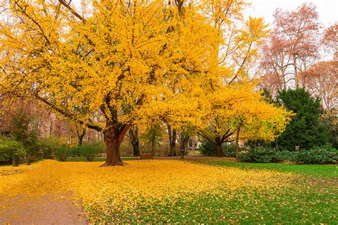 Gingko tree during autumn just before losing leaves - leaf peepi - McCabe's Landscape Construction