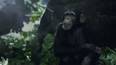 Monkey Head Shake GIF - Find & Share on GIPHY