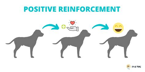 Positive Reinforcement Dog Training 101: The Science-Backed Method!