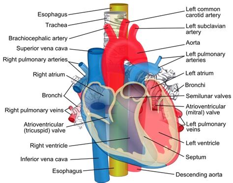 Arteries and veins, Arteries, Carotid artery