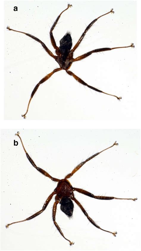 Lack of population genetic structure and host specificity in the bat fly, Cyclopodia horsfieldi ...