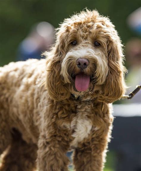 Cocker Spaniel Poodle Mix