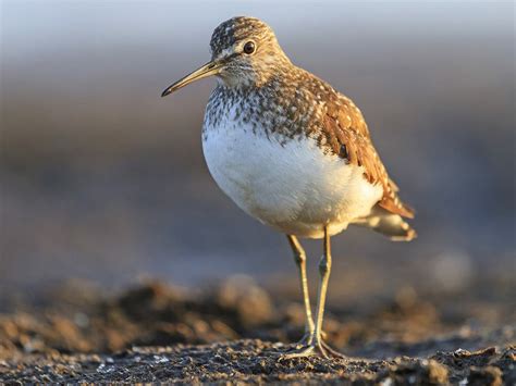 Common Sandpiper Bird Facts (Actitis hypoleucos) | Birdfact