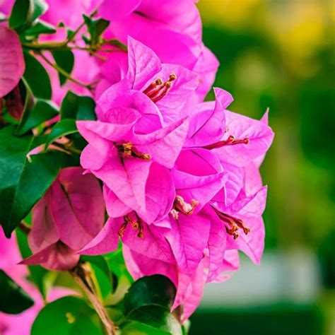 Dubai Garden Centre - How to plant, grow and prune bougainvillea