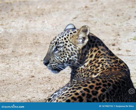 Srilankan Leopard Cub Face and Body Stock Image - Image of backside, srilankan: 167982735