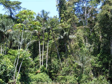 Fourteen thousand plant species have been discovered in the Amazon ...