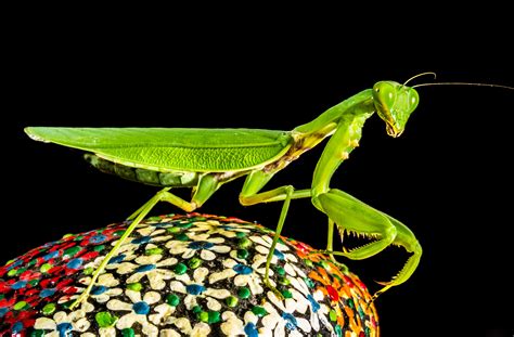 Free Images : green, praying mantis, insect, close, fauna, invertebrate, organism, fishing ...