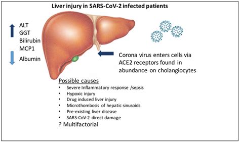 Pathogens | Free Full-Text | SARS-CoV-2 Infection and the Liver