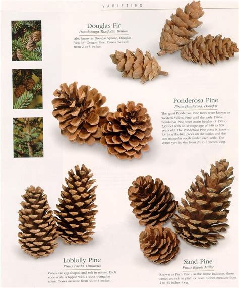 Pine Cone Identification Guide