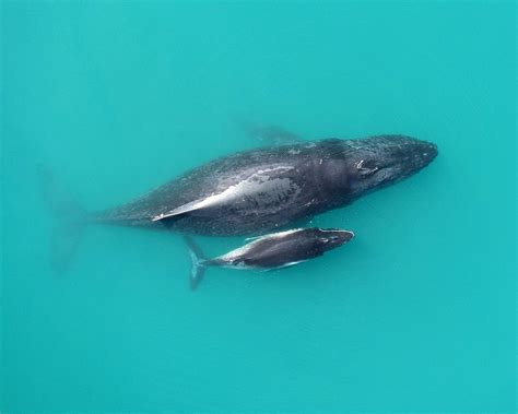 'Whispering' Whales: Humpback Calves Speak Softly to Mom | Live Science