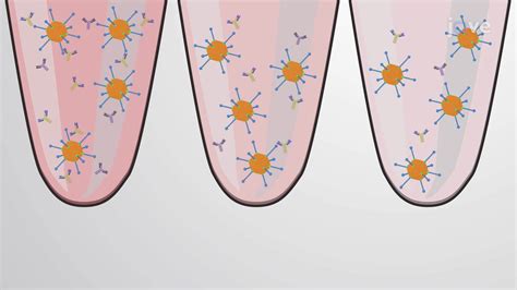 Cell-Based AAV Neutralizing Antibody Assay: A Colorimetric Technique to ...