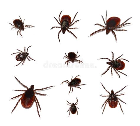 Deer Tick, black-legged stock image. Image of nature - 21818229