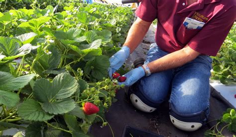 Strawberry varieties and purchasing plants | UMN Extension