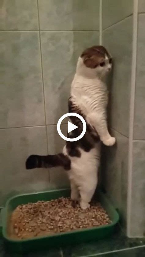 Cat Throwing Up Funny Video - Cat Mania