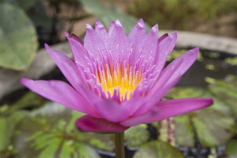 Wild Lotus Flower in Karnataka, India. Natural Colors Stock Photo - Image of karnataka, wild ...