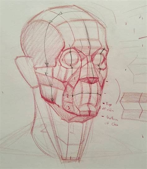 Pin by Tito on Drawing references | Human anatomy drawing, Human anatomy art, Anatomy art