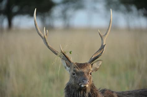 Sika Deer Facts, Habitat, Diet, Pictures