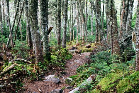 A Dense Forest Scene in the White Mountains, NH [OC] [5184×3456] : r/EarthPorn