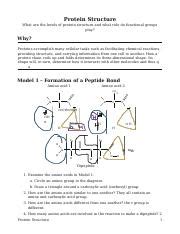 3^MProtein^MStructure-S.docx - Protein Structure What are the levels of ...