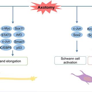 Responses of neurons and Schwann cells to injury signals. Following... | Download Scientific Diagram