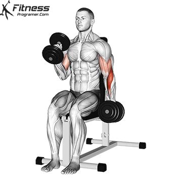 How To Do Seated Hammer Curl | Benefits And Muscles Worked