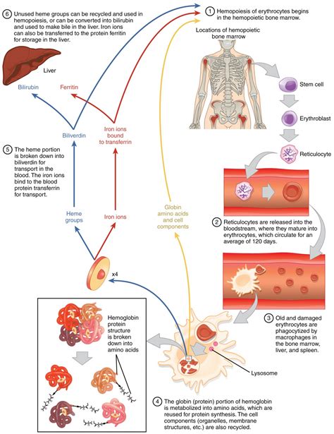 Red Blood Cell Internal Structure