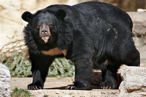 After 2 years, family realizes the pet dog they raised is a bear ...