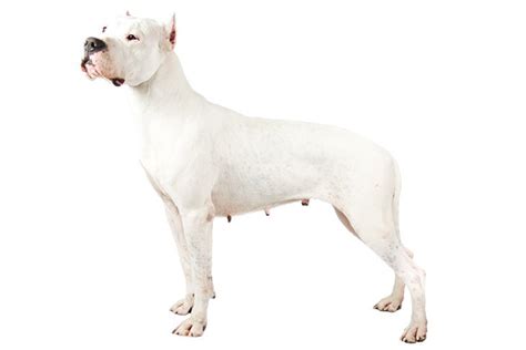 Dogo Argentino - Dog Breed Information