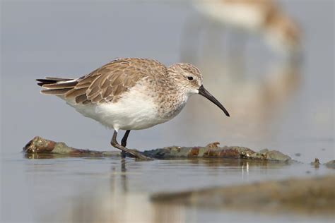 Curlew sandpiper (Calidris ferruginea)