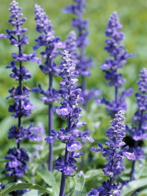 Lavender Flowers: How to Grow and Use this Versatile Herb | HGTV