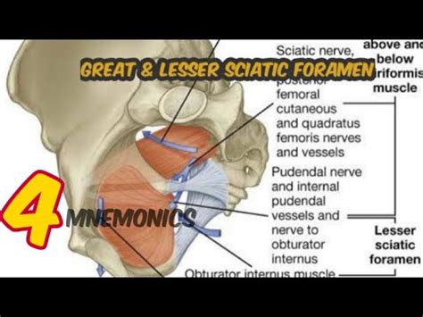 greater and lesser sciatic foramen|structures passing through | medical_mnemonics786 - YouTube