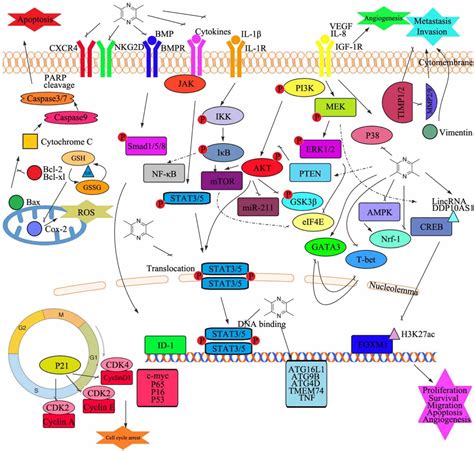 Frontiers | Tetramethylpyrazine: A Review of Its Antitumor Potential ...