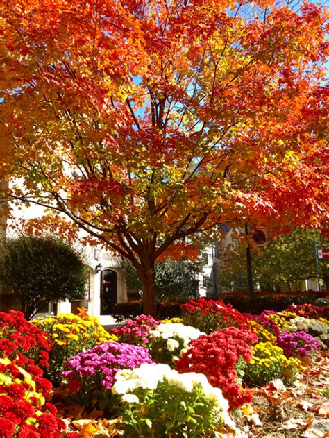 Indiana University in Fall (Photo Gallery)