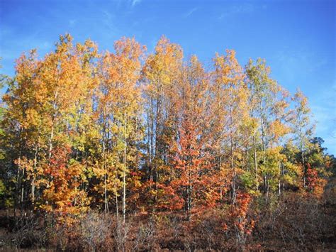 Experience a Virtual Fall Color Tour in Leelanau County [PHOTOS]