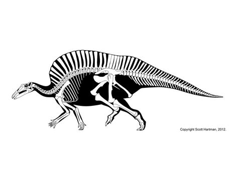 Ornithiscians | Dinosaur art, Dinosaur fossils, Dinosaur drawing