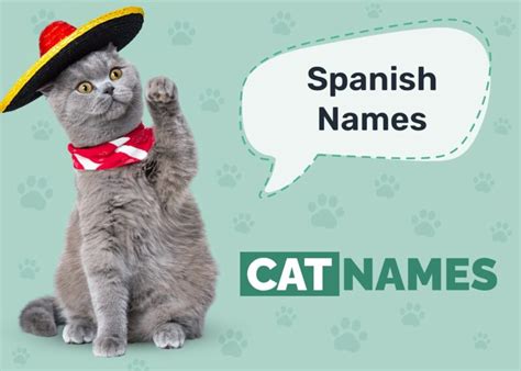 100+ Spanish Cat Names: Ideas for Vibrant and Outgoing Cats - Catster