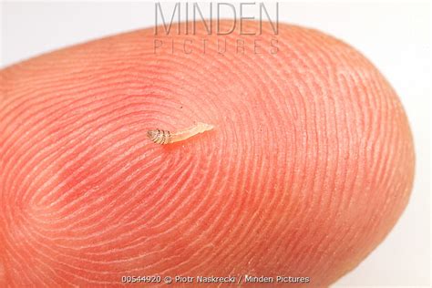 Human Botfly stock photo - Minden Pictures