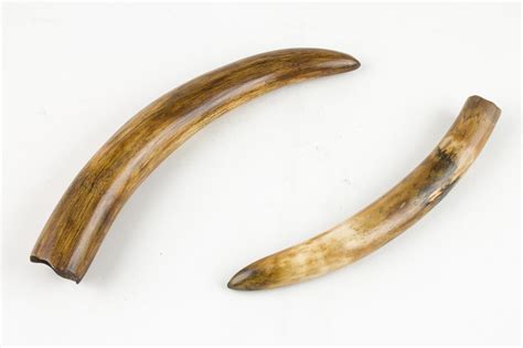 Lot - A pair of small mammoth's tusks. 12 in. (30.5 cm); 10 in. (25.4 cm)