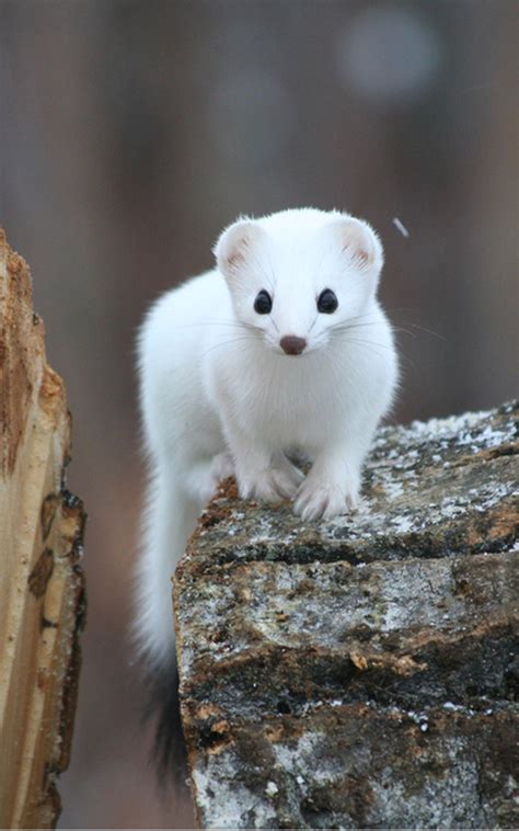 Cuter than kittens | Cute animals, Albino animals, Nature animals