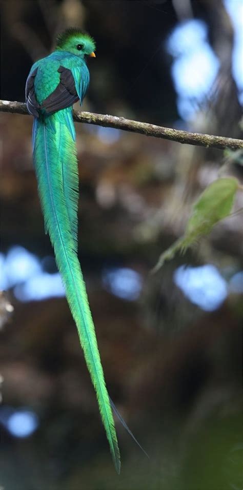 #bird #quetzal - Likes | Pet birds, Beautiful birds, Colorful birds