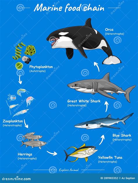 Marine animals Food chain stock vector. Illustration of text - 289983352