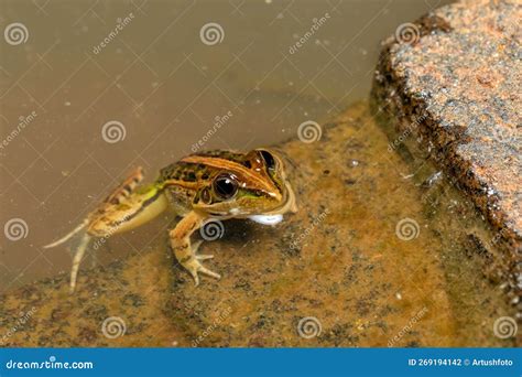 Mascarene Grass Frog, Ptychadena Mascareniensis, Ambalavao, Andringitra ...