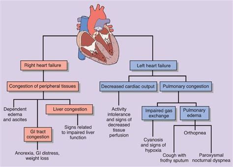 Right versus Left sided heart failure | Heart failure nursing, Heart ...