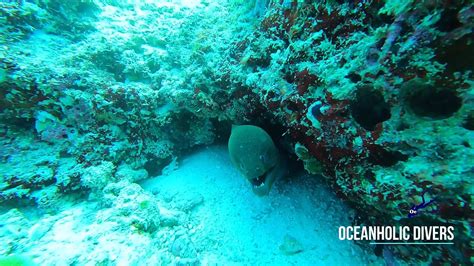 The dive sites of the South Ari Atoll are popular for photo opportunities of healthy reefs ...