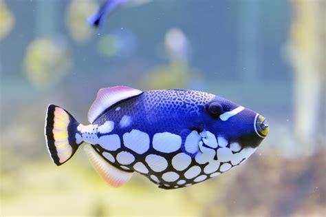 colorful butterfly-fish in a aquarium | The Fish Guy | Pond Maintenance ...