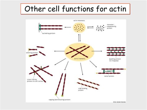 PPT - Other cell functions for actin PowerPoint Presentation, free ...