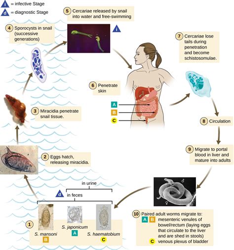 Parasitic Helminths | Microbiology